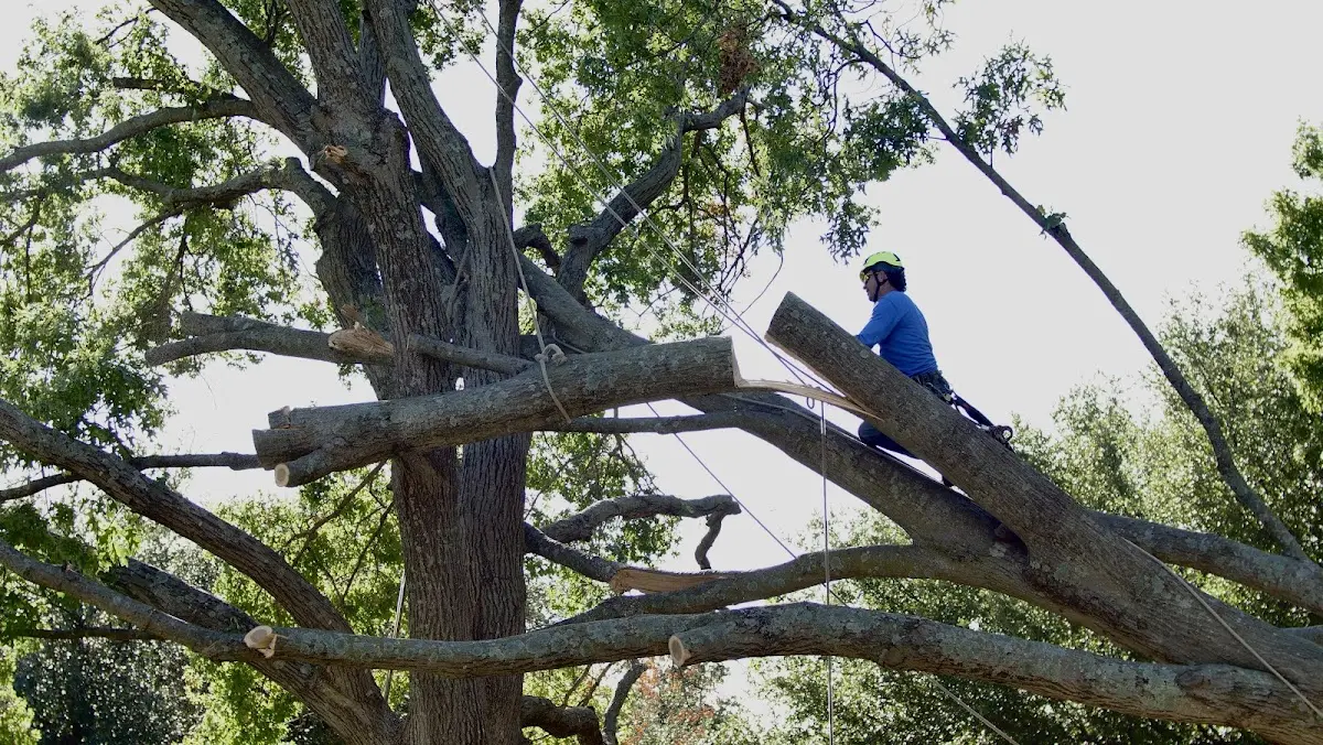 Professional Hazardous Tree Removal performed by certified arborists in Harbert